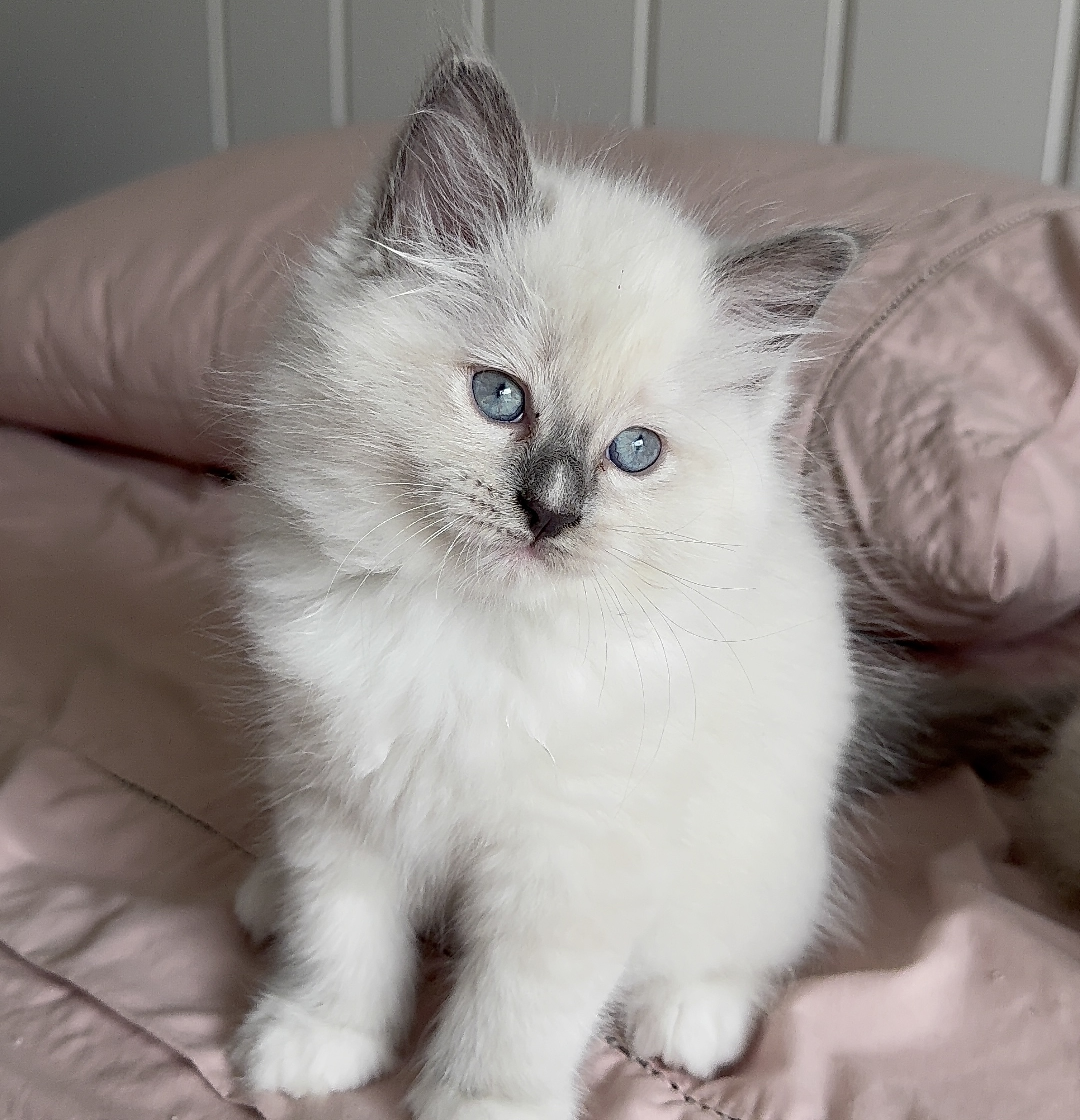 Fêmea Blue Mitted