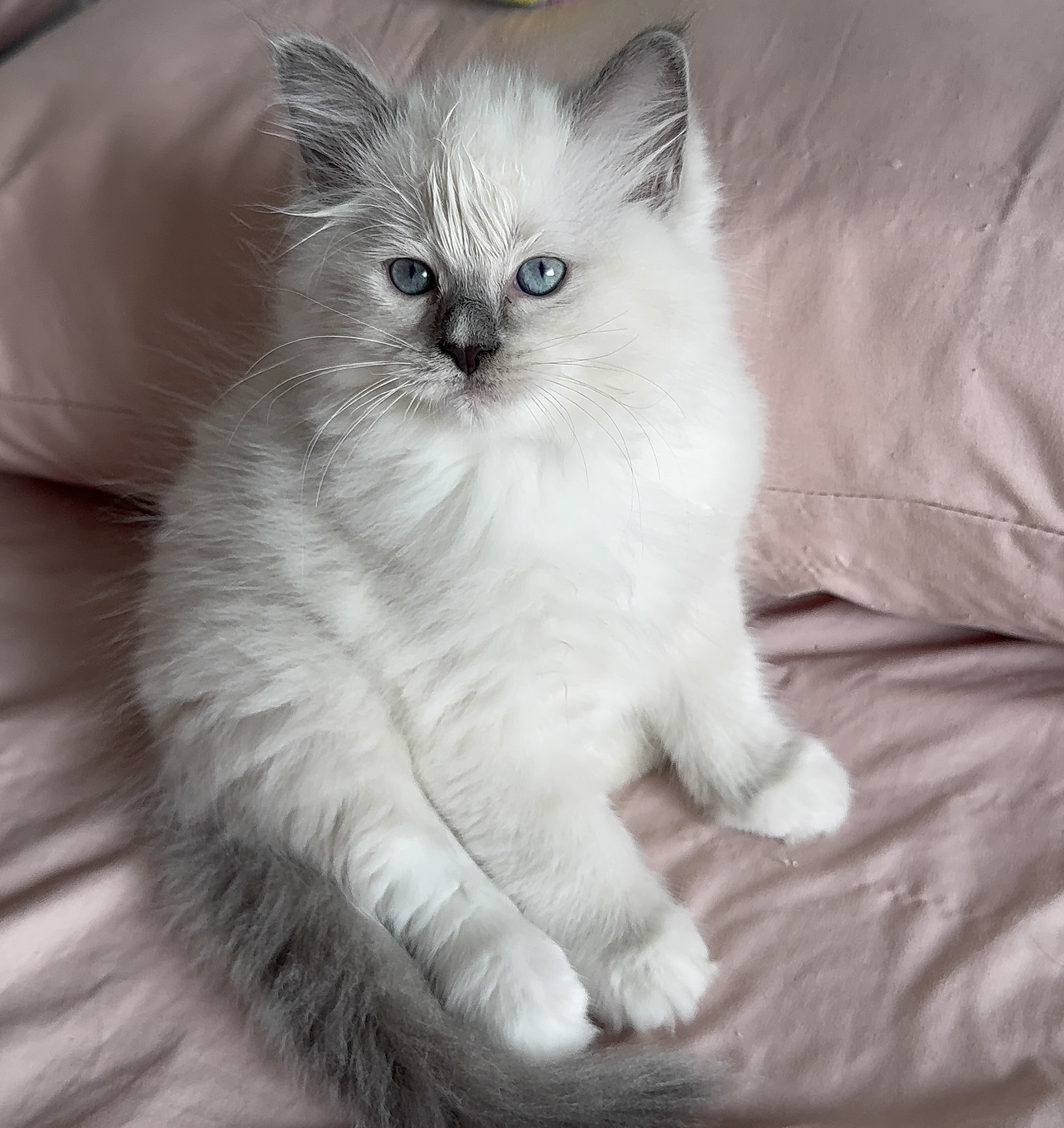 Fêmea Blue Mitted