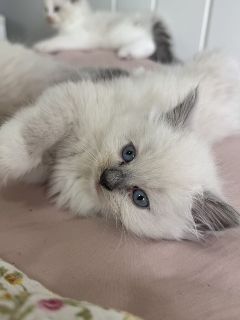 Fêmea Blue Mitted