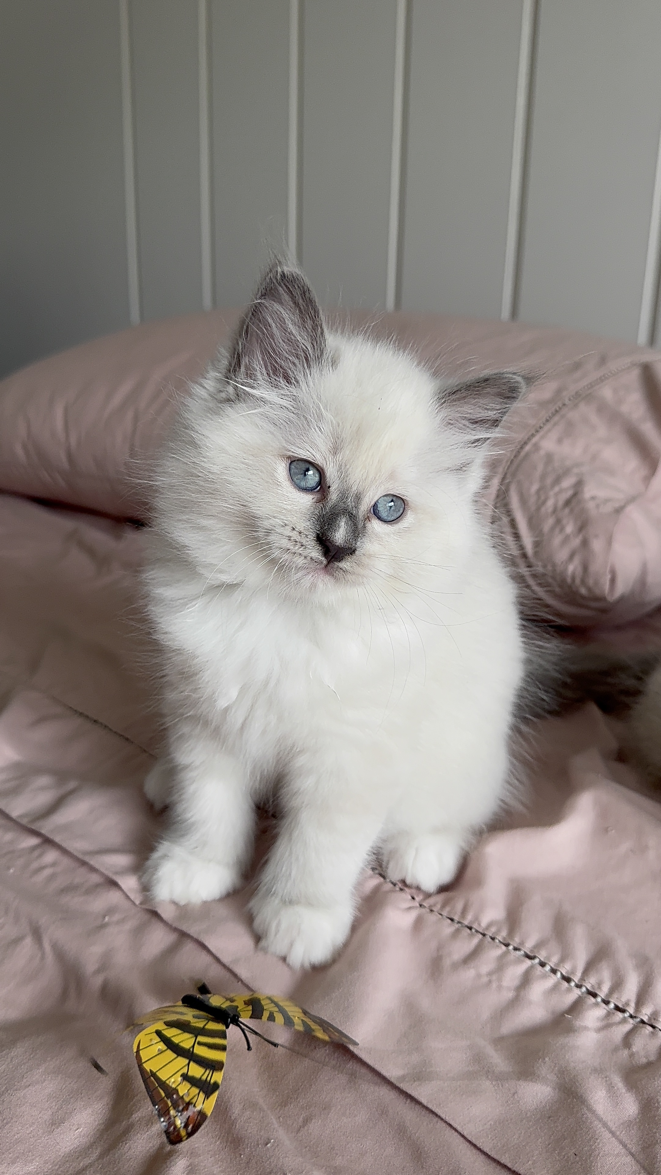 Fêmea Blue Mitted