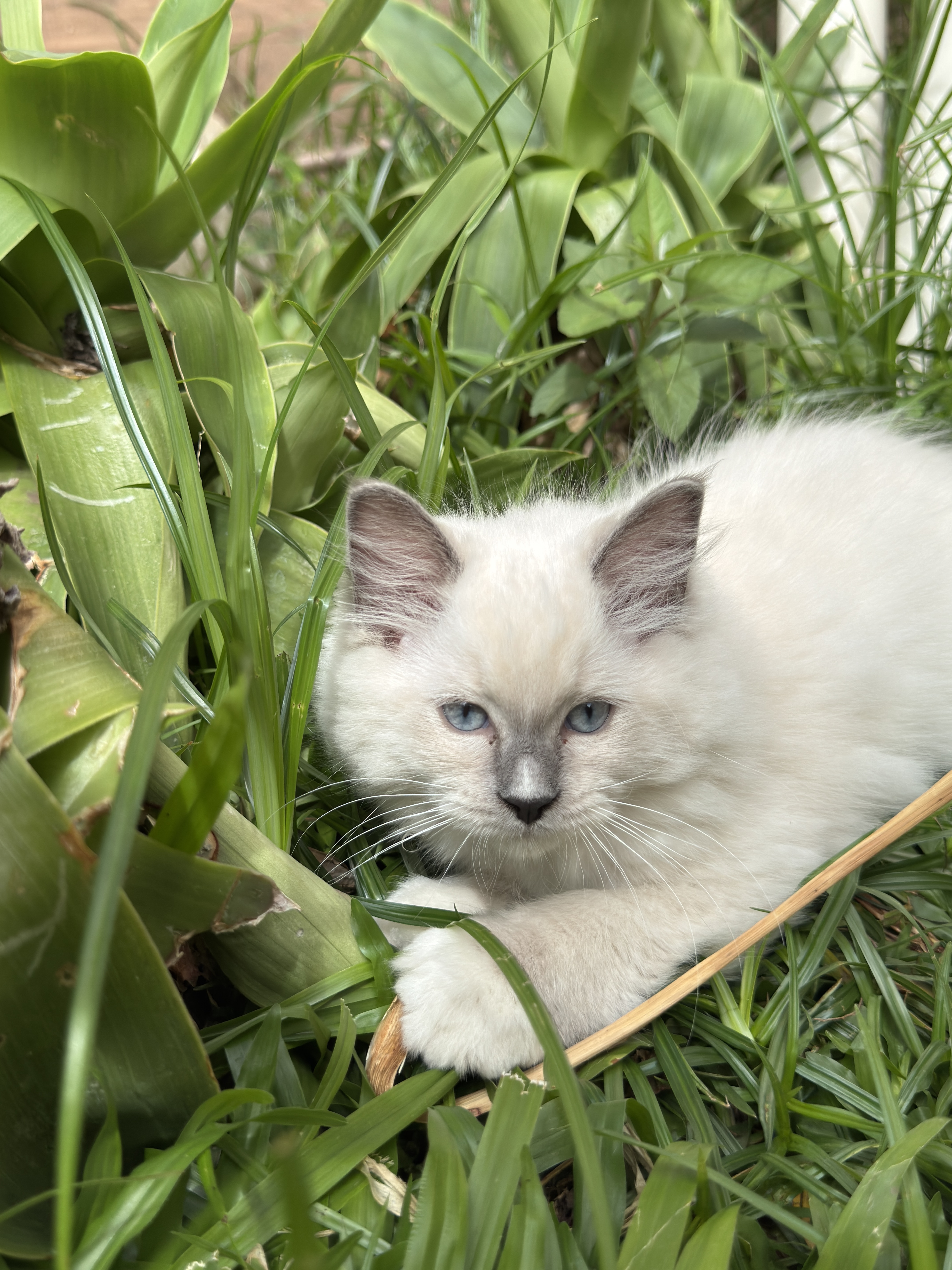Fêmea Blue Mitted