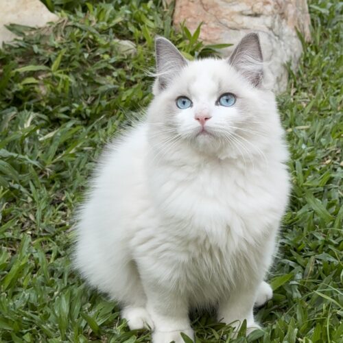 Macho - Blue Bicolor