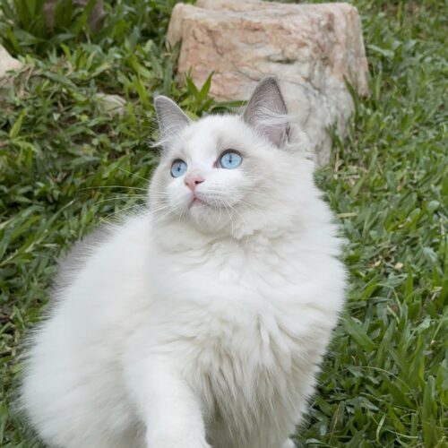 Macho - Blue Bicolor