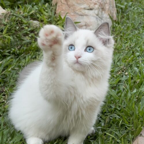 Macho - Blue Bicolor