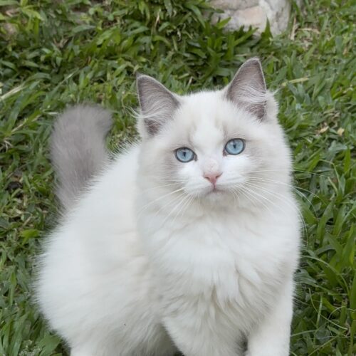 Macho - Blue Bicolor