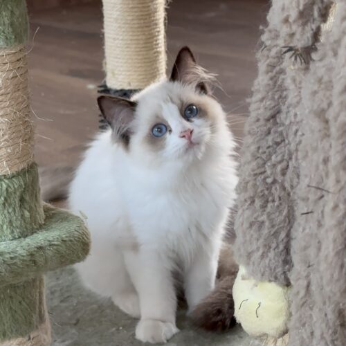 Macho - Seal Bicolor