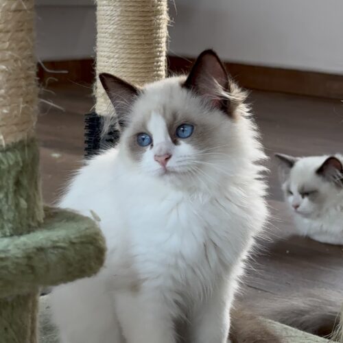 Macho - Seal Bicolor