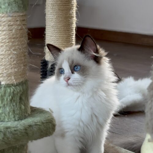 Macho - Seal Bicolor