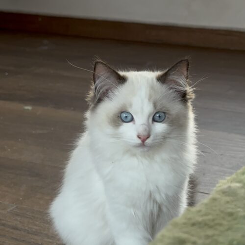 Femea - Seal Bicolor