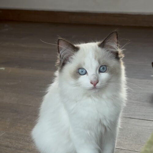 Femea - Seal Bicolor