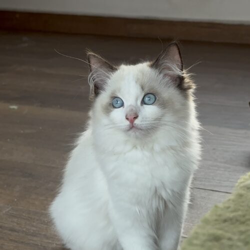 Femea - Seal Bicolor