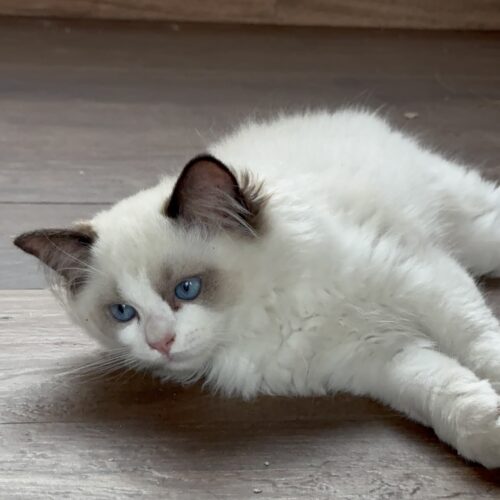 Macho - Seal Bicolor