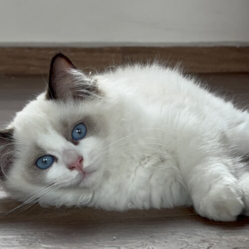 Macho - Seal Bicolor