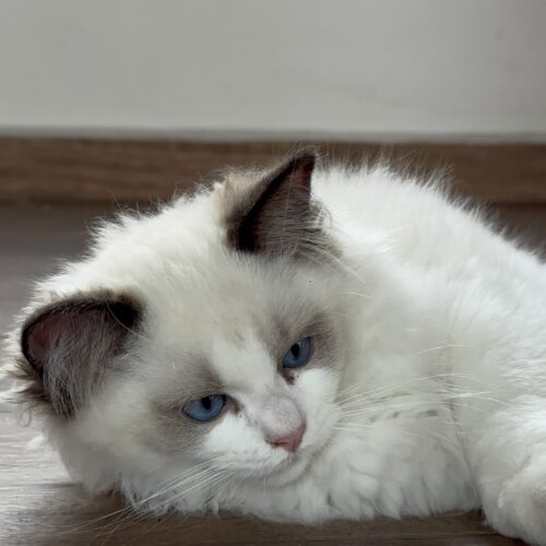 Macho - Seal Bicolor