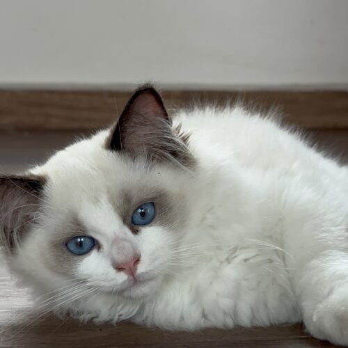 Macho - Seal Bicolor