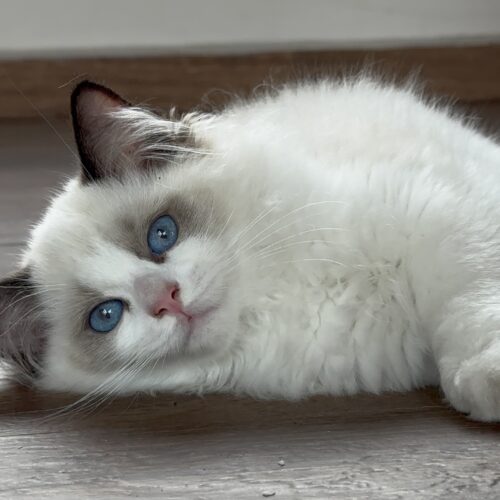 Macho - Seal Bicolor